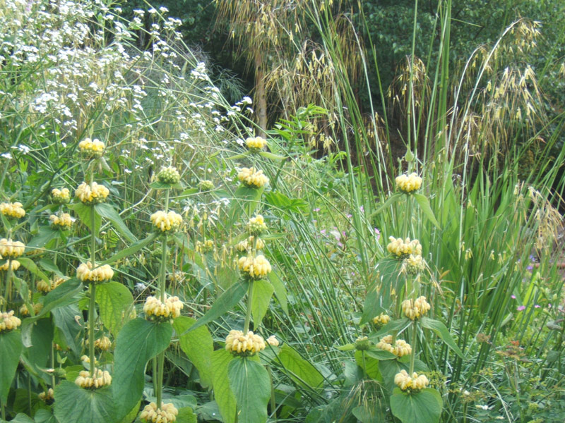 Jane's Garden Jane's Garden